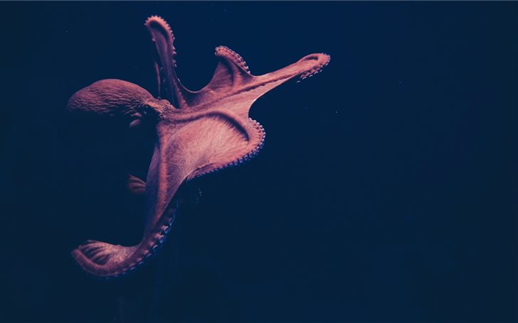 brown octopus on black surface Mac Wallpaper