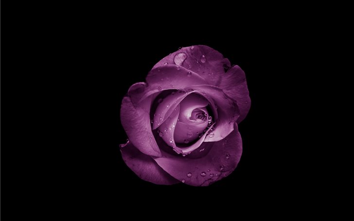 purple rose flower Mac Wallpaper