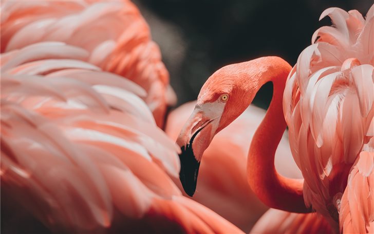 pink flamingos Mac Wallpaper