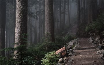 brown road in forest during daytime MacBook Pro wallpaper