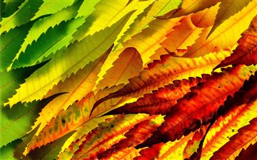 assorted color leaves All Mac wallpaper