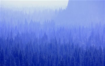 mountain with trees covered with fogs All Mac wallpaper