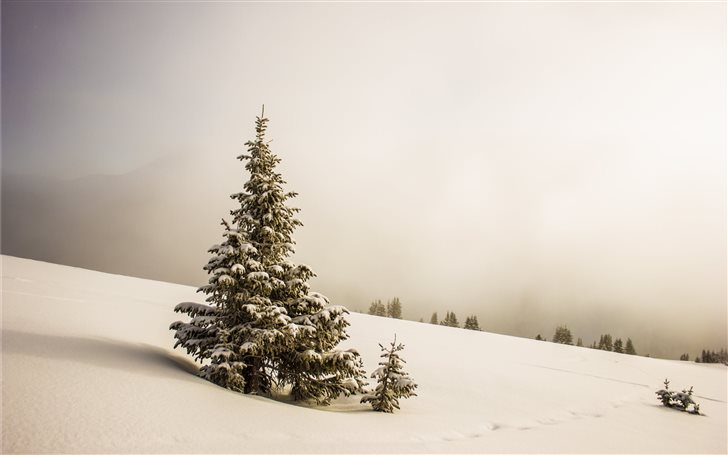 pine tree surrounded by snowfield Mac Wallpaper