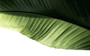 green banana leaf All Mac wallpaper