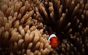 red and white clown fish MacBook Pro wallpaper