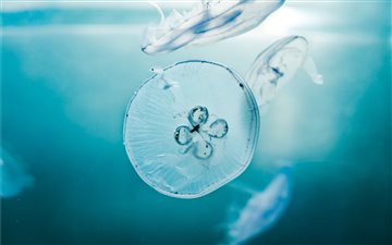 jellyfishes underwater All Mac wallpaper