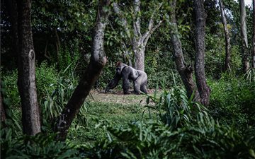 photo of silver back gorilla beside tree All Mac wallpaper