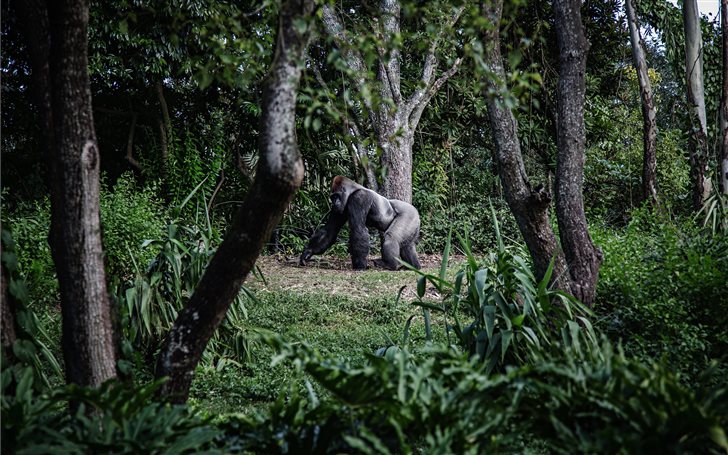 photo of silver back gorilla beside tree Mac Wallpaper
