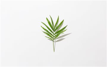 green leafed plant MacBook Air wallpaper