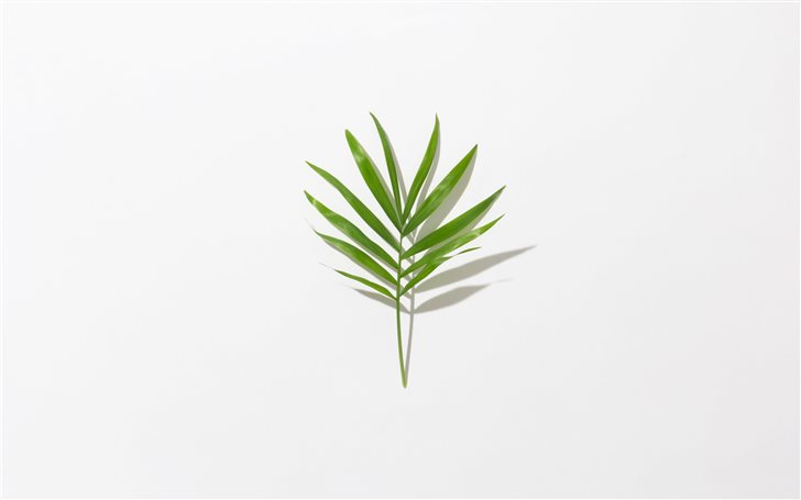 green leafed plant Mac Wallpaper
