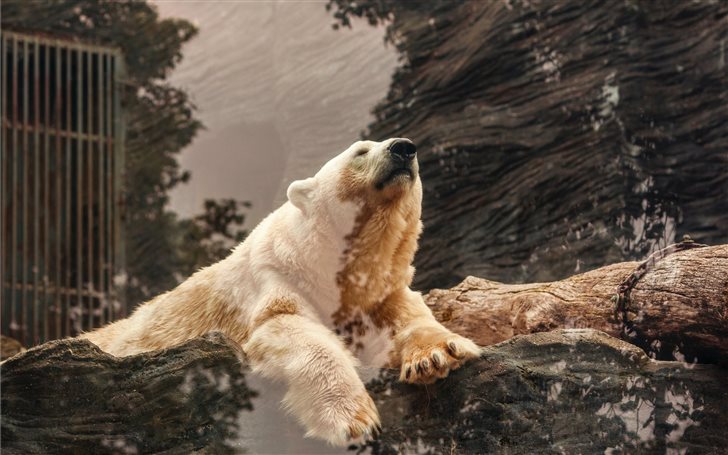 polar bear lying on brown rock Mac Wallpaper