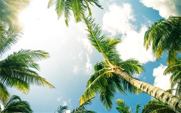 green coconut palm trees All Mac wallpaper