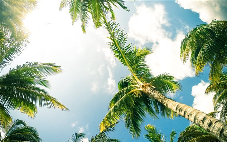 green coconut palm trees Mac Wallpaper