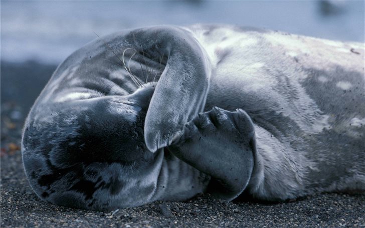 Seal pup Mac Wallpaper