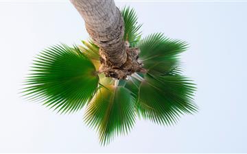 low angle photography of palm tree MacBook Pro wallpaper