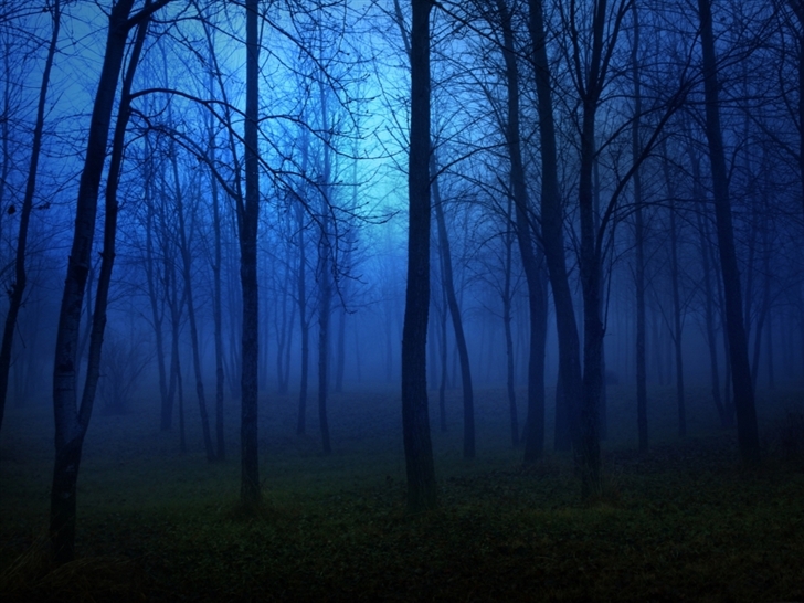 Night in the forest Mac Wallpaper