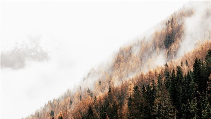 pine trees with fog Mac Wallpaper