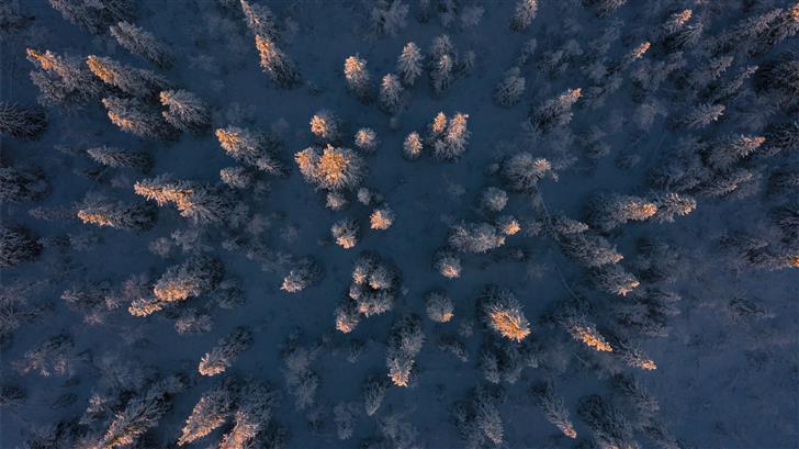 aerial photography of trees during daytime Mac Wallpaper
