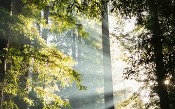 green leafed tall trees with sunbeam photo All Mac wallpaper