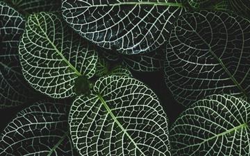 selective focus photography of fittonia plant All Mac wallpaper