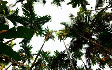 low angle photography of palm trees MacBook Pro wallpaper