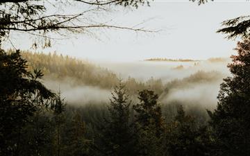 pine trees covered with fog MacBook Air wallpaper