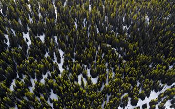 aerial photography of trees in winter at daytime All Mac wallpaper