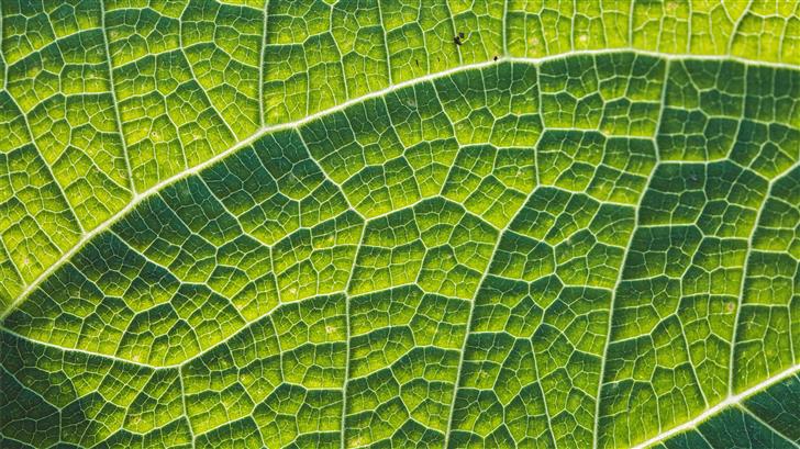 green leaf Mac Wallpaper