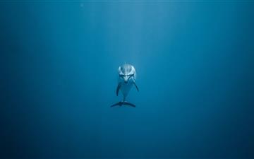 gray dolphin underwater All Mac wallpaper