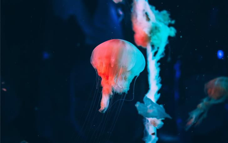 A jellyfish in neon colors Mac Wallpaper