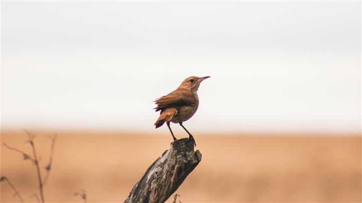 selective focus photography of brown bird on tree  Mac Wallpaper