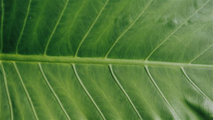 photo of green leaf Mac Wallpaper
