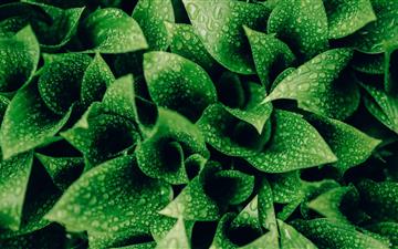 green leafed plants MacBook Pro wallpaper