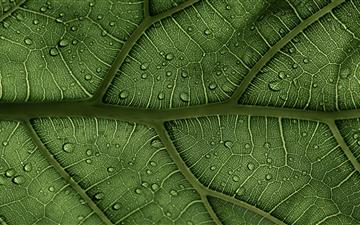 A Ficus Lyrata Leaf in the sunlight 1 2 IG clay ba All Mac wallpaper