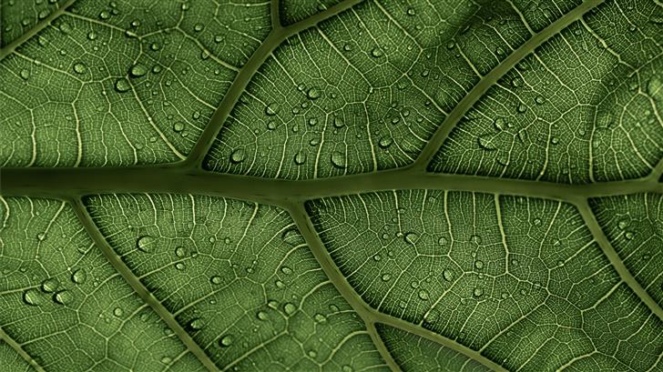 A Ficus Lyrata Leaf in the sunlight 1 2 IG clay ba Mac Wallpaper