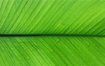 shallow focus photo of green leaf MacBook Pro wallpaper