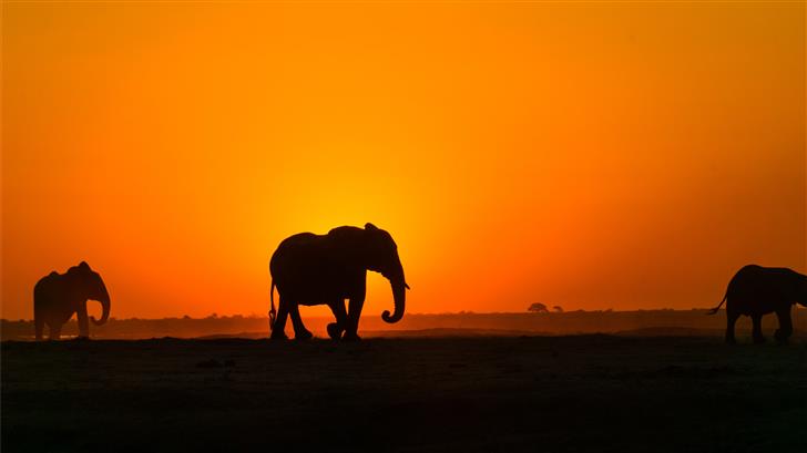 silhouette of elephant on brown sand during sunset Mac Wallpaper