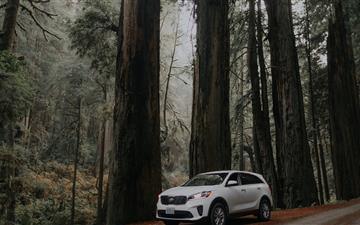parked white SUV beside tree All Mac wallpaper