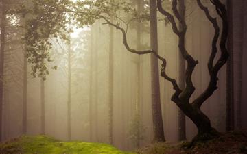forest covered in fog during daytime MacBook Air wallpaper