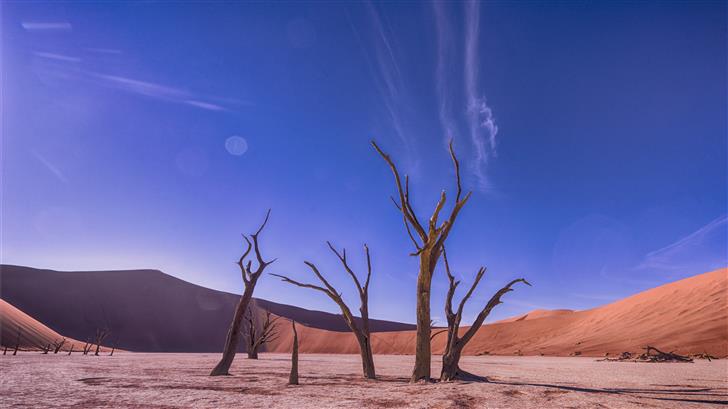 bare trees on desert Mac Wallpaper