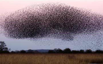 Starling roost at Otmoor UK All Mac wallpaper
