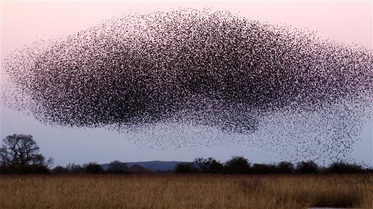 Starling roost at Otmoor UK Mac Wallpaper