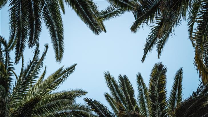 green palm tree under white sky Mac Wallpaper