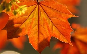 Oak Rust Colored Leaves All Mac wallpaper