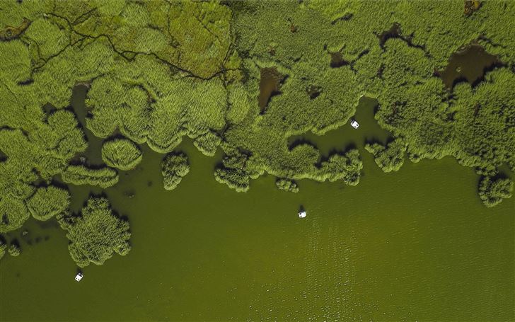 aerial view of forest Mac Wallpaper