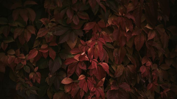 red leaves 8k Mac Wallpaper