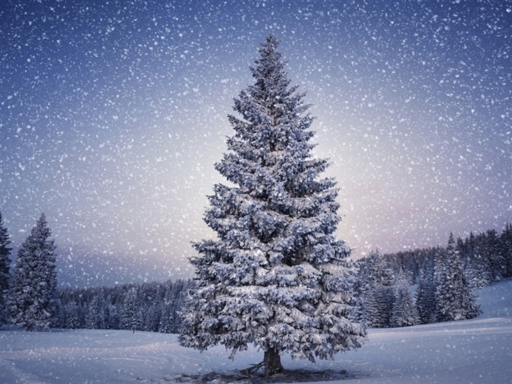 Fir-Trees Snowfall Winter Mac Wallpaper