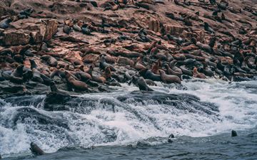 group of sea lions on shore All Mac wallpaper
