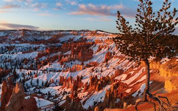 ancient bristlecone pine over bryce canyon 8k All Mac wallpaper