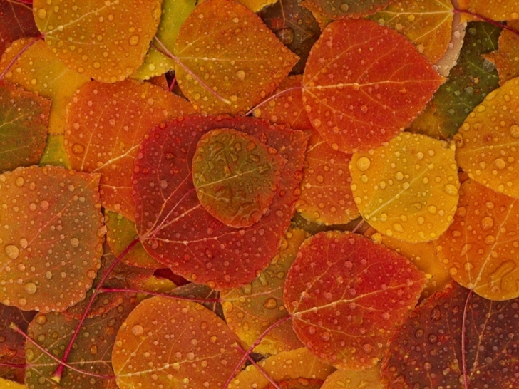 Autumn leafs Mac Wallpaper